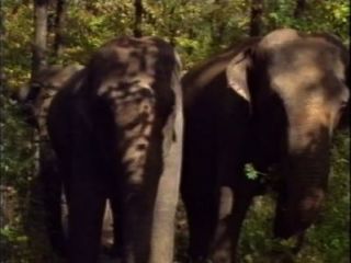 Селен в Ла Реджина дельи Elefanti (а.к.а. королева слонов) - сцена # 1