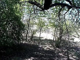 круиз по лесу